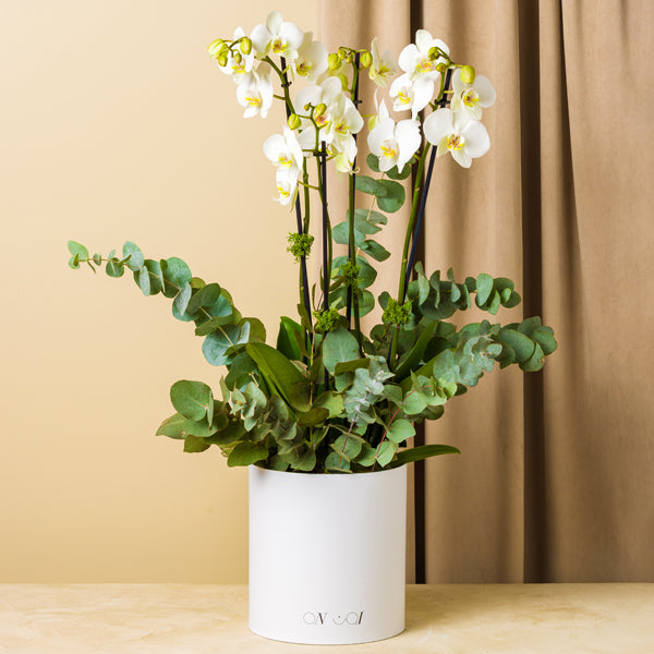The Magic Box Orchids Medium