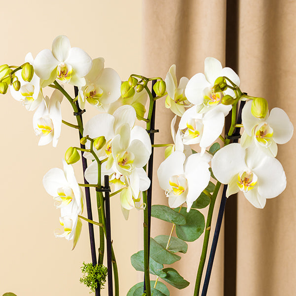 The Magic Box Orchids Medium