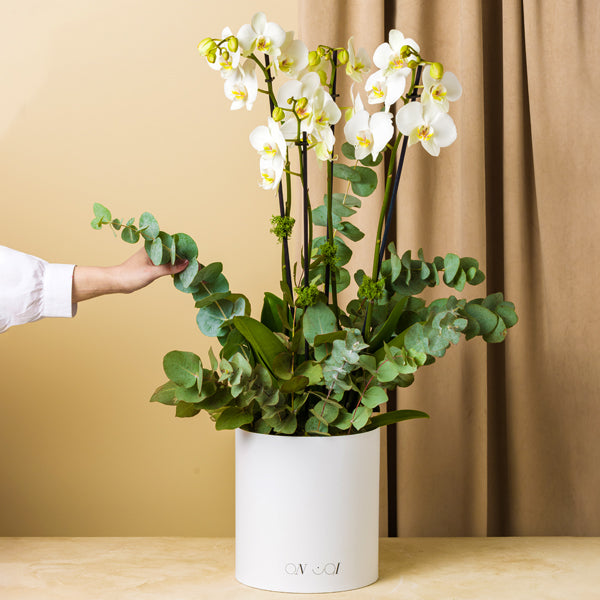 The Magic Box Orchids Medium