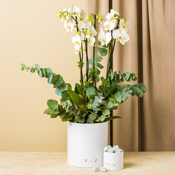 The Magic Box Orchids Medium Chocolate